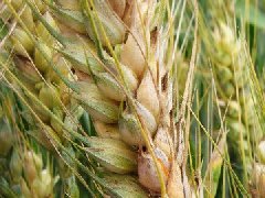 小麥赤霉病如何防治？