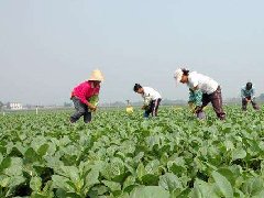 食品安全检测仪：大力推行蔬菜标准化生产