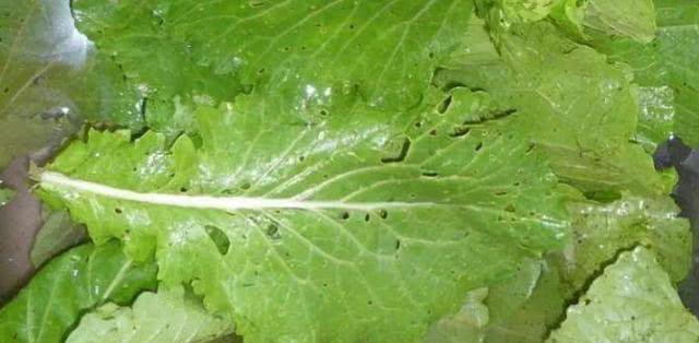 食品安全檢測儀 食品安全檢測儀