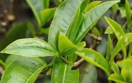 茶葉農殘檢測儀 茶葉農殘檢測儀