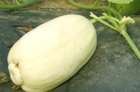 農(nóng)殘快速檢測(cè)儀