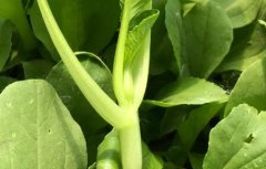 如何讓消費者買到放心農產品？