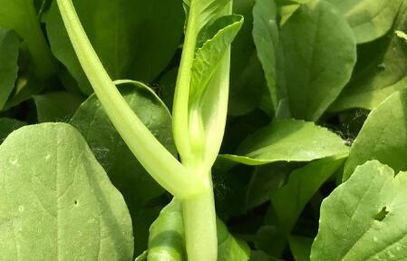 農藥殘留檢測儀.jpg 農藥殘留檢測儀.jpg