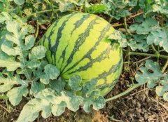 為什么需要配備多功能食品安全速測儀？