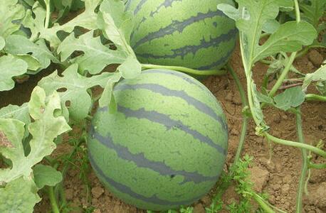 農(nóng)殘快速檢測儀 農(nóng)殘快速檢測儀