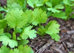 購買果蔬農殘檢測儀，為何要選擇山東云唐？