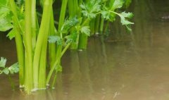 肉制品檢測儀價格，該如何選擇？