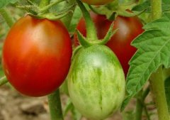 如何購買高性價比食品安全檢測儀？